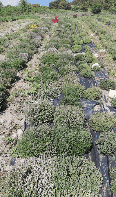 Tijm Biollogische tijm recgt van het veld
