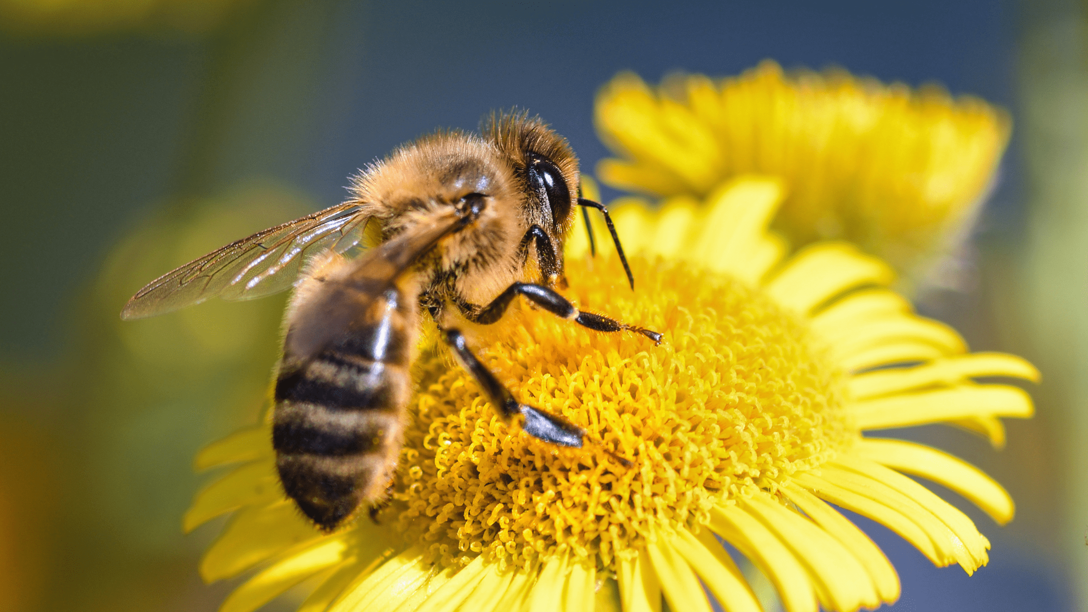 Honingbij op bloem | Natuurlijke honingbron en bestuiver | Oh!rganic Close-up van een honingbij die nectar verzamelt – essentieel voor biodiversiteit én de productie van pure, lokale honing. Ontdek de kracht van bijen bij Oh!rganic.