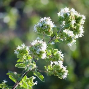 Oregano